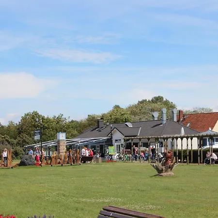 Uferschwalbe * Nienhagen